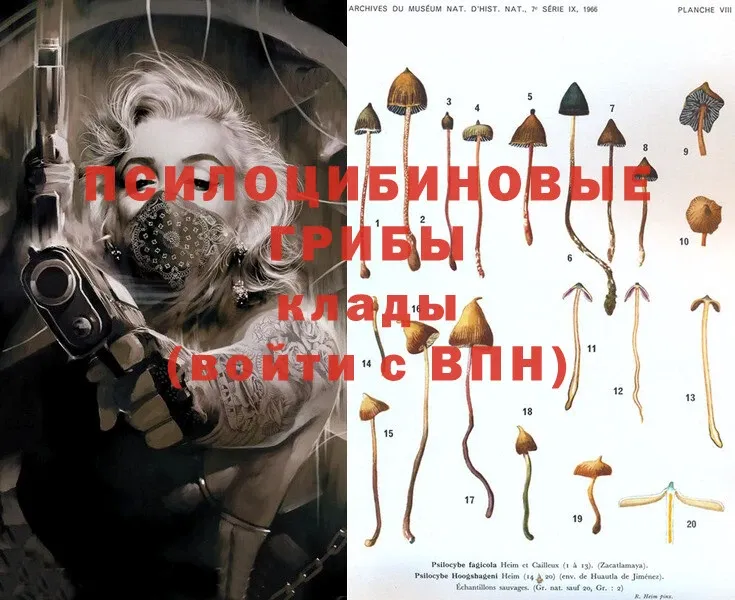 Псилоцибиновые грибы Psilocybe  мега как войти  Ульяновск 